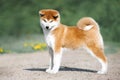 Akita Inu puppy conformation. Red furry dog on a green background Royalty Free Stock Photo