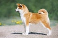 Akita Inu puppy conformation. Red furry dog on a green background Royalty Free Stock Photo