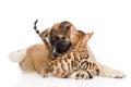 Akita inu puppy dog fights with little bengal cat. on white Royalty Free Stock Photo