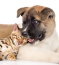 Akita inu puppy dog lying with small bengal cat together. isolated