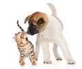 Akita inu puppy dog sniffs bengal kitten. isolated on white