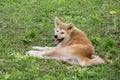 Akita inu puppy is lying on a green grass in the summer park. Japanese akita or great japanese dog. Four month old. Royalty Free Stock Photo