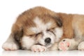 Akita inu puppy sleep Royalty Free Stock Photo
