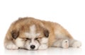 Akita-inu puppy sleep Royalty Free Stock Photo