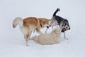 Akita inu puppy and two multibred dogs are playing on a white snow in the winter park Royalty Free Stock Photo