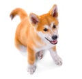 Akita Inu purebred puppy dog. Shiba inu