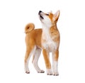 Akita Inu purebred puppy dog. Shiba inu