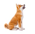 Akita Inu purebred puppy dog. Shiba inu