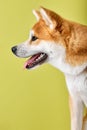 Akita Inu sitting and looking away, cute young dog, isolated on green background