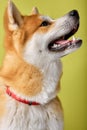 Akita Inu sitting and looking away, 2 years old, isolated on green background Royalty Free Stock Photo
