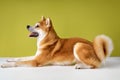 Akita Inu sitting and looking away, 2 years old, isolated on green studio background Royalty Free Stock Photo