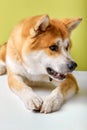 Akita Inu sitting and looking away, 2 years old, isolated on green studio background Royalty Free Stock Photo
