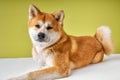 Akita Inu sitting and looking at camera with sad unhappy face, 2 years old, isolated Royalty Free Stock Photo