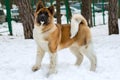 Akita Inu in snow.