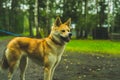 Akita Inu on a walk with the owner