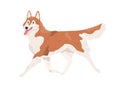 Akita Inu walking with tongue hanging out. Smiling adorable doggy. Happy Alaskan Malamute going. Colored flat vector