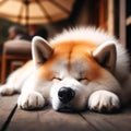 Akita Inu was sleeping very soundly on a white pillow with a floral pattern covered in blue cloth in the house