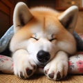 Akita Inu was sleeping very soundly on a white pillow with a floral pattern covered in blue cloth in the house