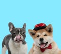 Akita Inu wearing hat and bowtie and suspicious French bulldog