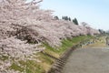Akita,Japan - April 27,2014:Sakura in Kikonai riverside