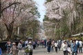 Akita,Japan - April 27,2014:Sakura in Samurai district