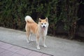 Akita dog posing