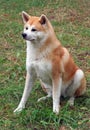 Akita ken or japanese akita. Cute akita inu Royalty Free Stock Photo