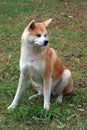 Akita ken or japanese akita. Cute akita inu Royalty Free Stock Photo