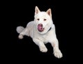 Akita Licking Nose While Sitting Over Black Background Royalty Free Stock Photo