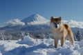 akita posing with snowcovered mount fuji