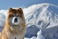 akita posing with snowcovered mount fuji