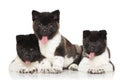 Akita puppies in front of white background Royalty Free Stock Photo