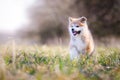 Akita puppy