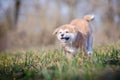 Akita puppy