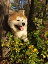 Akita puppy fluffy bear forest