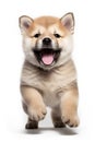 Akita Puppy Running with Playful Expression and Open Mouth