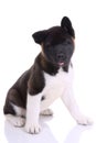 Akita purebred puppy