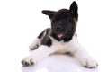 Akita purebred puppy