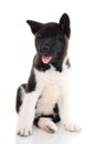 Akita purebred puppy