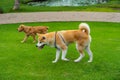Akita shiba dog and golden retriever dog walking on grass field