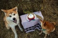 Akita and Shiba eat cake.