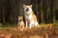 Akita and Shiba relax in the forest