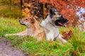 Akita and Shiba for a walk in the park. Two dogs for a walk. Autumn