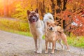 Akita and Shiba for a walk in the park. Two dogs for a walk. Autumn