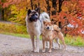 Akita and Shiba for a walk in the park. Two dogs for a walk. Autumn