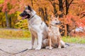 Akita and Shiba for a walk in the park. Two dogs for a walk. Autumn