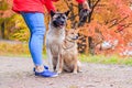 Akita and Shiba for a walk in the park. Two dogs for a walk. Autumn Park