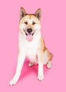 Akita Sitting While Panting Over Pink Background