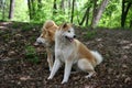 Akitas