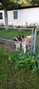 Akitas at fence front yard Royalty Free Stock Photo